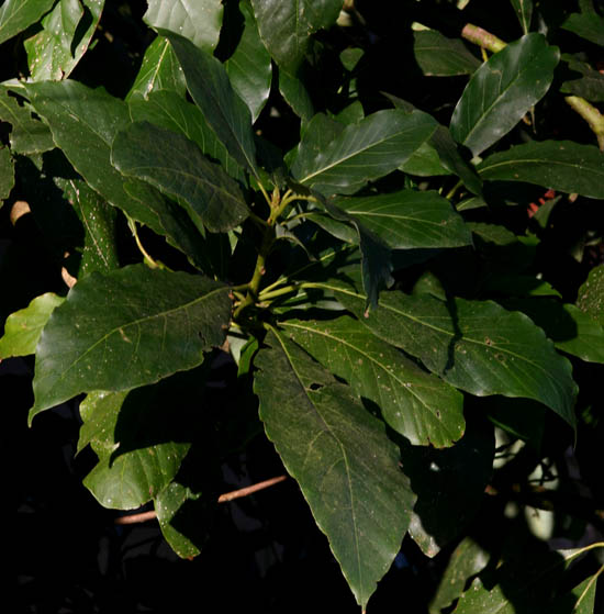 Persea americana