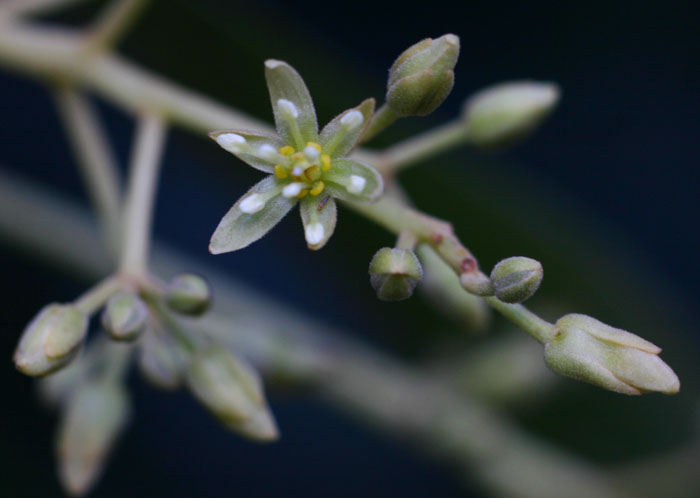 Persea americana