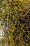 Cassytha filiformis