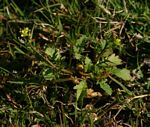 Rorippa micrantha