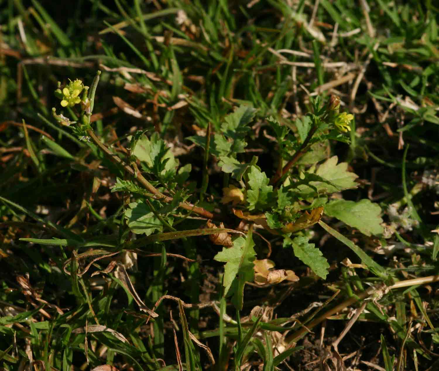 Rorippa micrantha