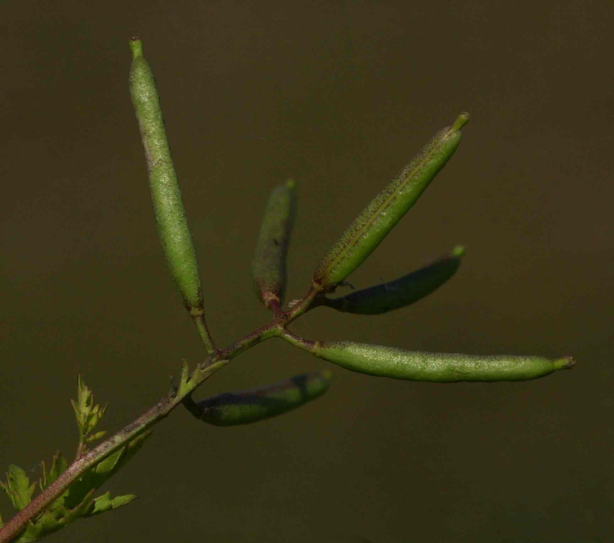 Rorippa micrantha