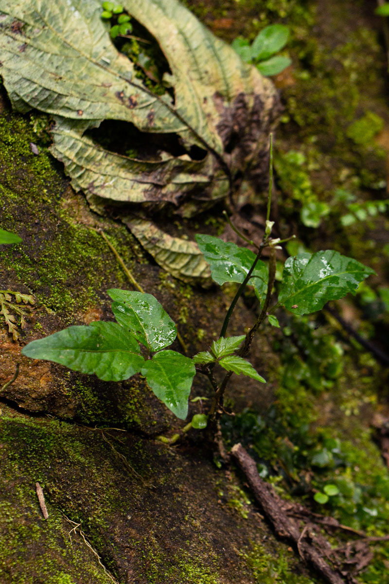 Cardamine africana