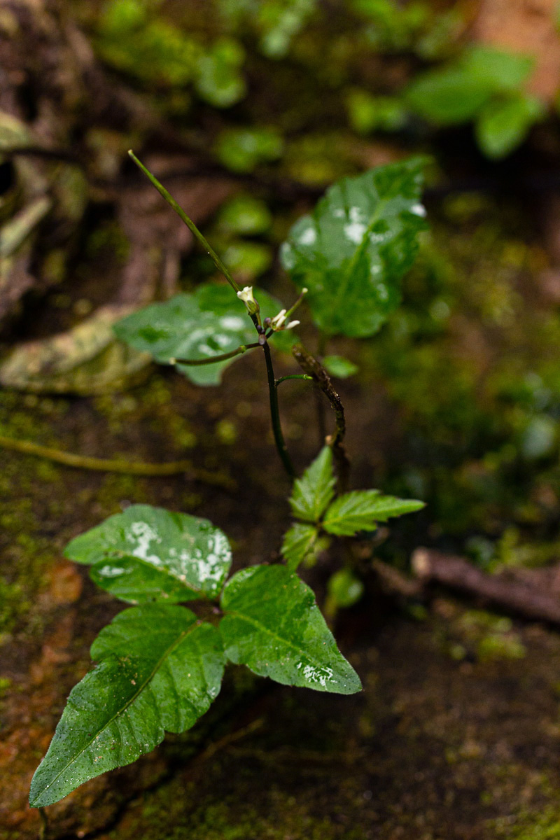 Cardamine africana