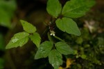 Cardamine africana