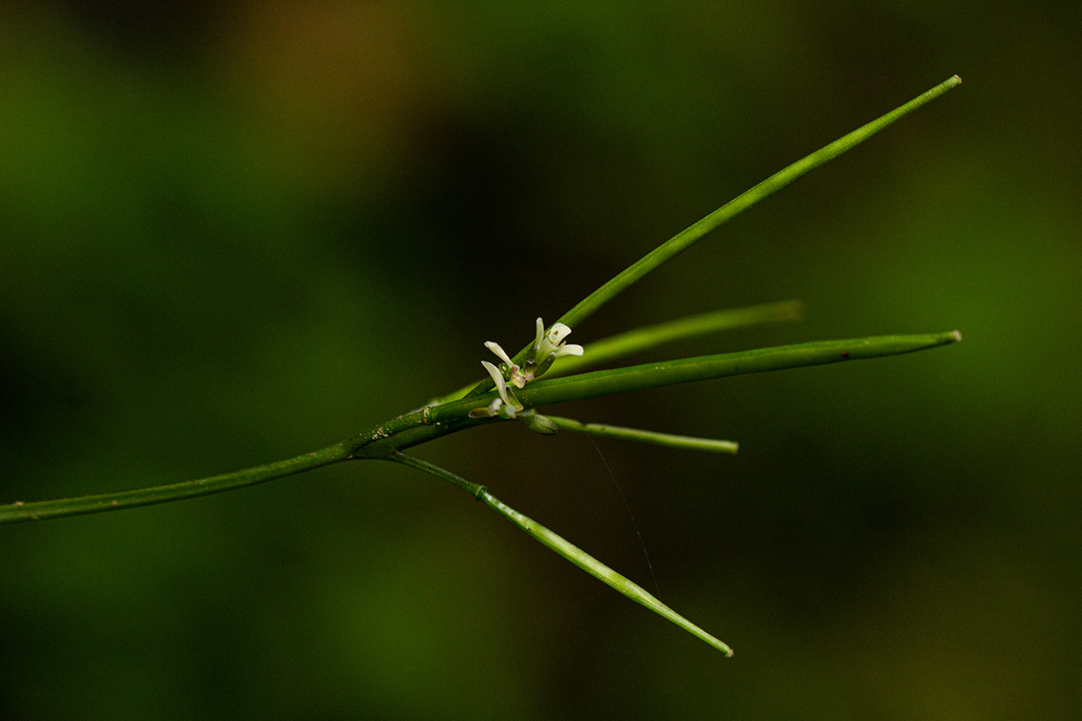 Cardamine africana