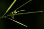 Cardamine africana