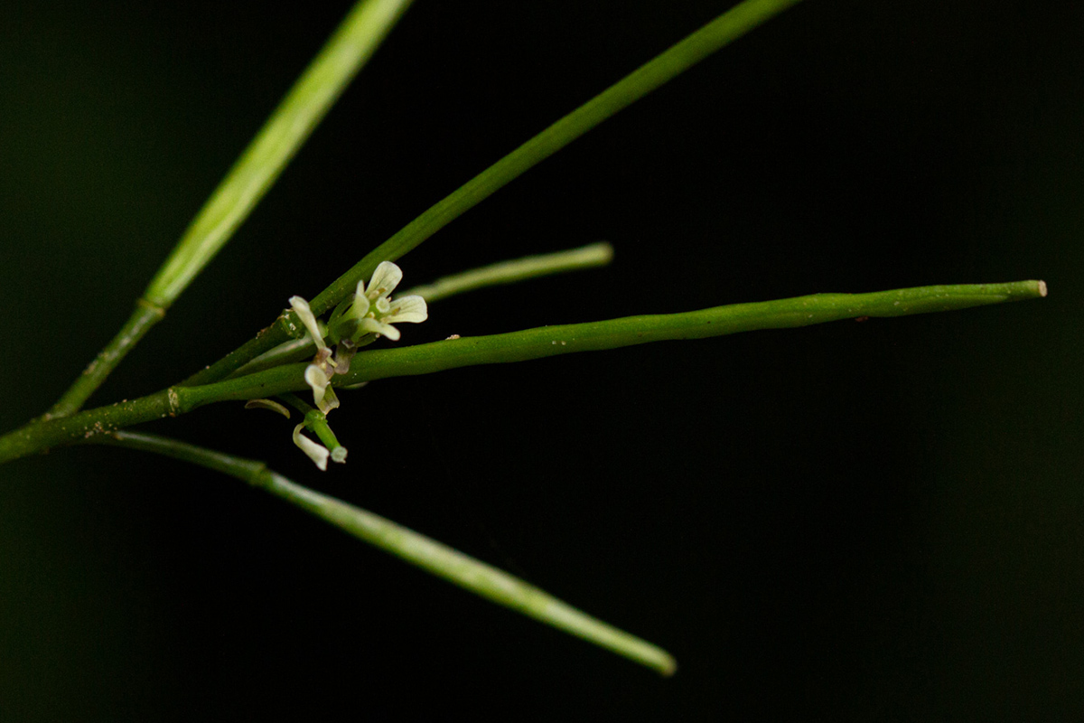 Cardamine africana