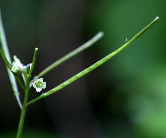 Cardamine africana