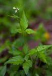 Cardamine africana