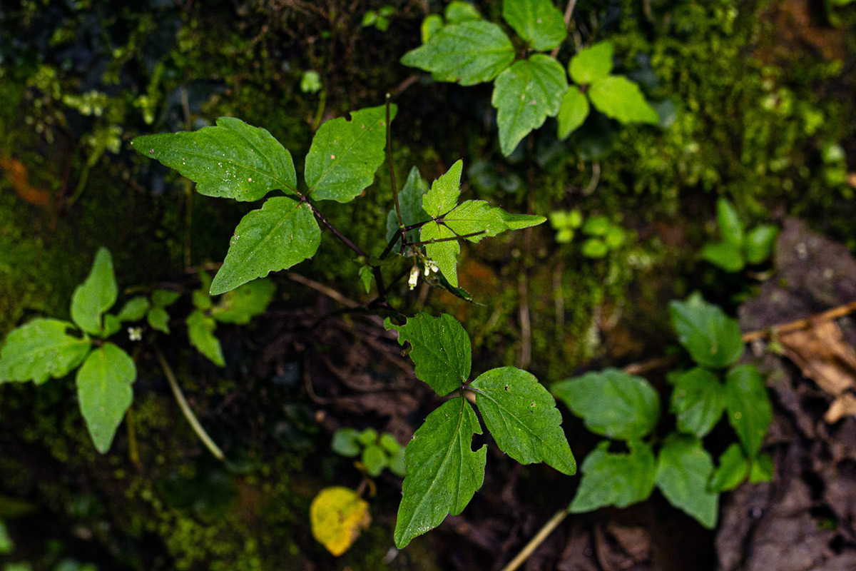 Cardamine africana