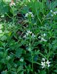 Cardamine flexuosa
