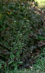 Capsella bursa-pastoris