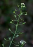 Capsella bursa-pastoris