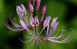 Cleome macrophylla var. macrophylla