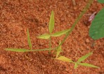 Cleome macrophylla