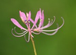 Cleome macrophylla