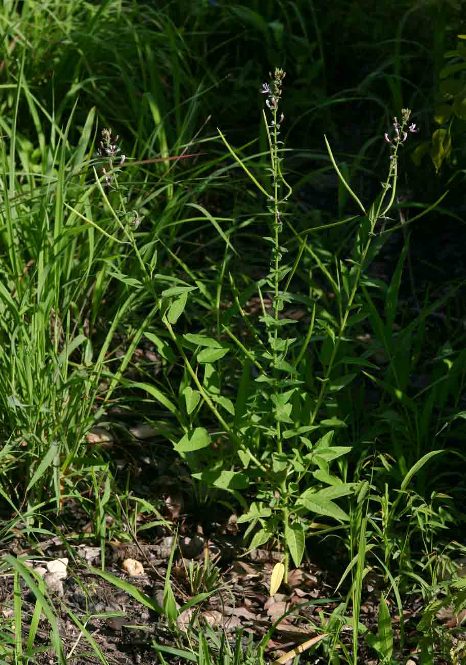 Cleome monophylla