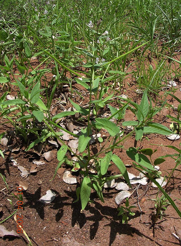 Cleome monophylla