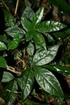 Ritchiea albersii