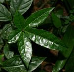 Ritchiea albersii