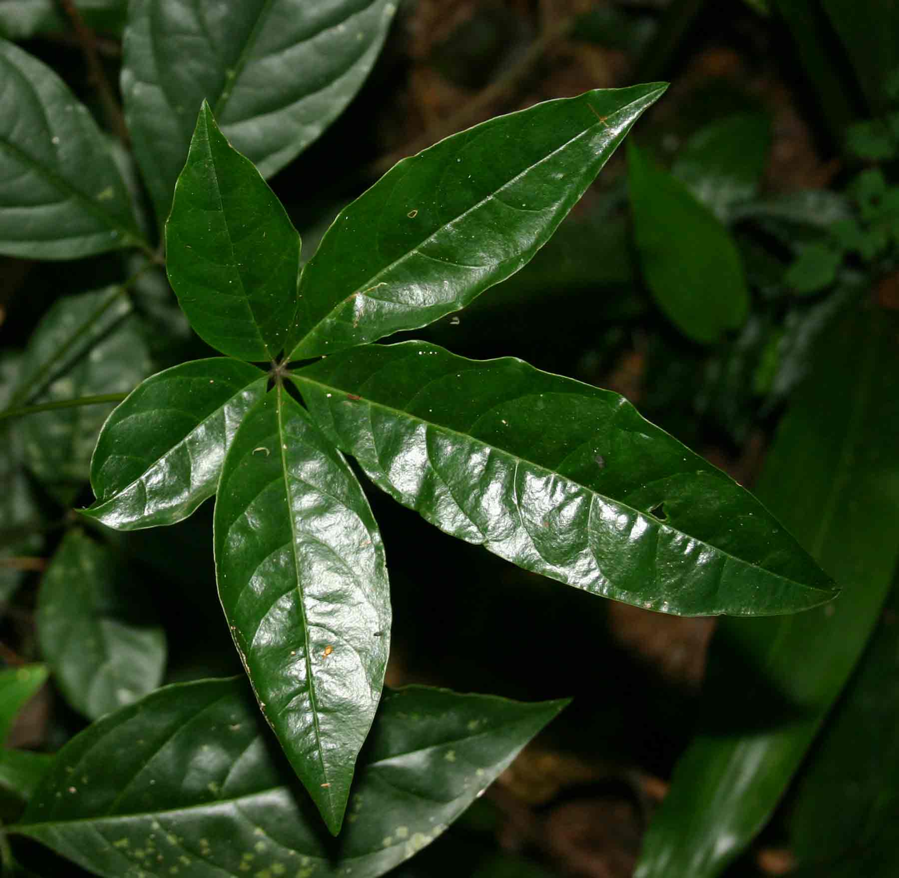 Ritchiea albersii
