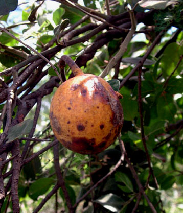 Capparis tomentosa