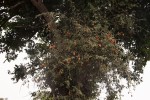 Capparis tomentosa