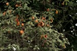 Capparis tomentosa