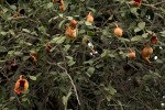 Capparis tomentosa