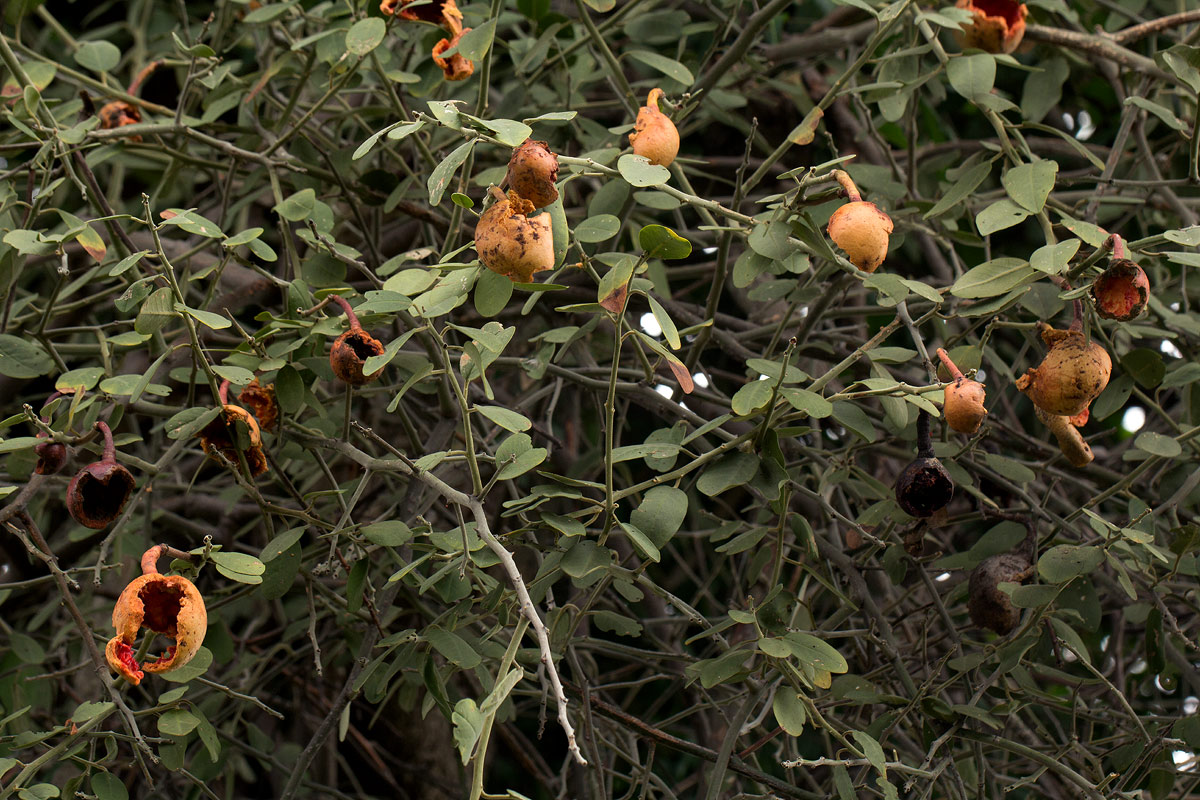 Capparis tomentosa