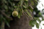 Capparis tomentosa
