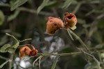 Capparis tomentosa