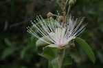 Capparis tomentosa