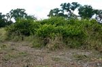 Capparis tomentosa