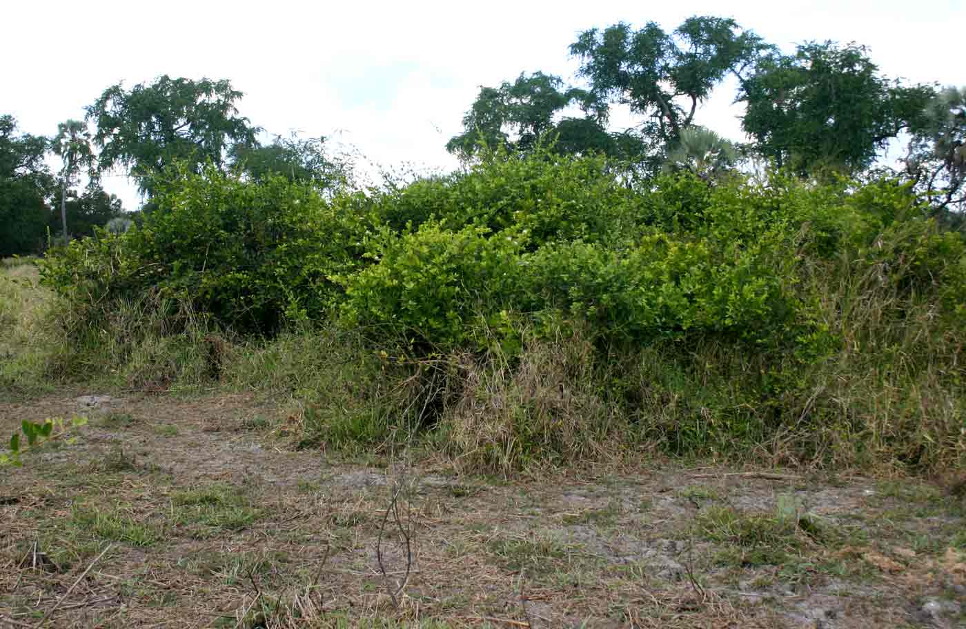Capparis tomentosa