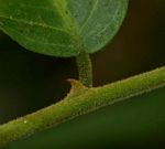 Capparis tomentosa