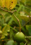 Capparis tomentosa