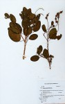 Maerua angolensis