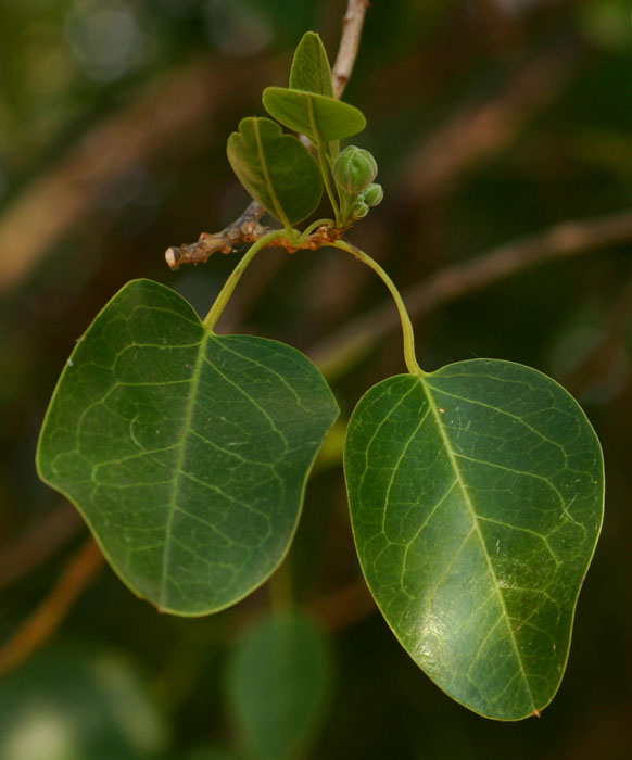 Maerua angolensis
