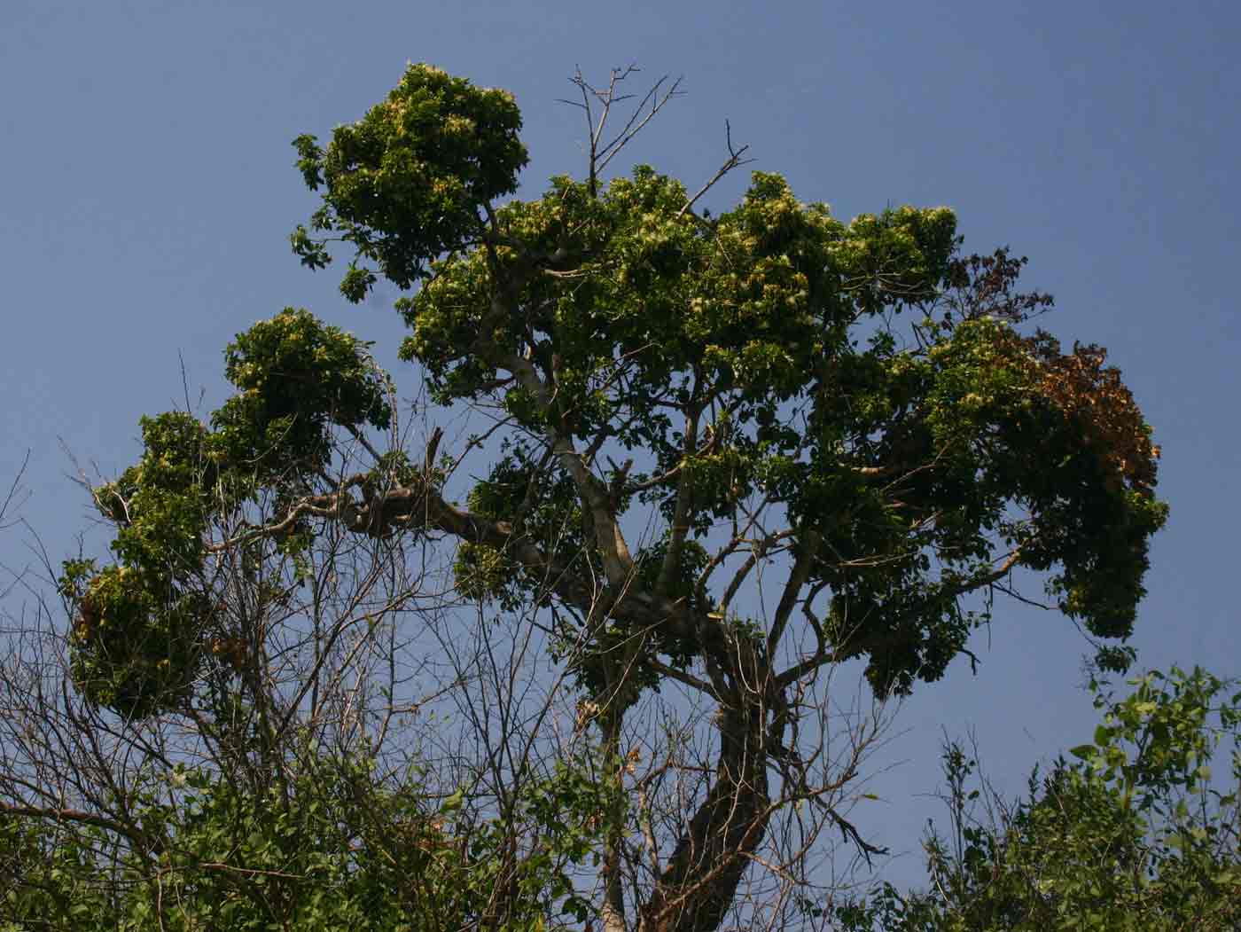 Maerua angolensis