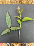 Maerua friesii