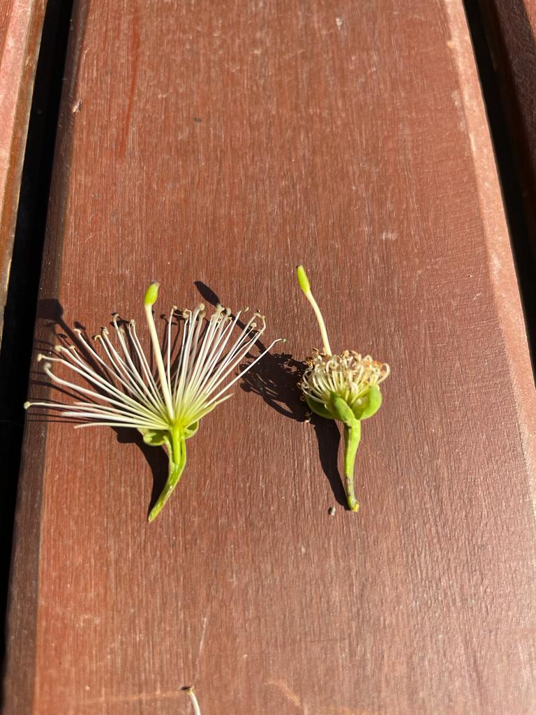Maerua friesii