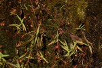Drosera affinis