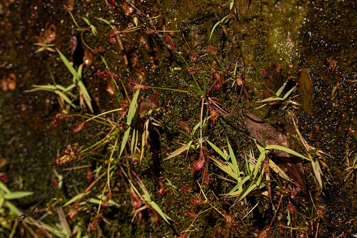 Drosera affinis