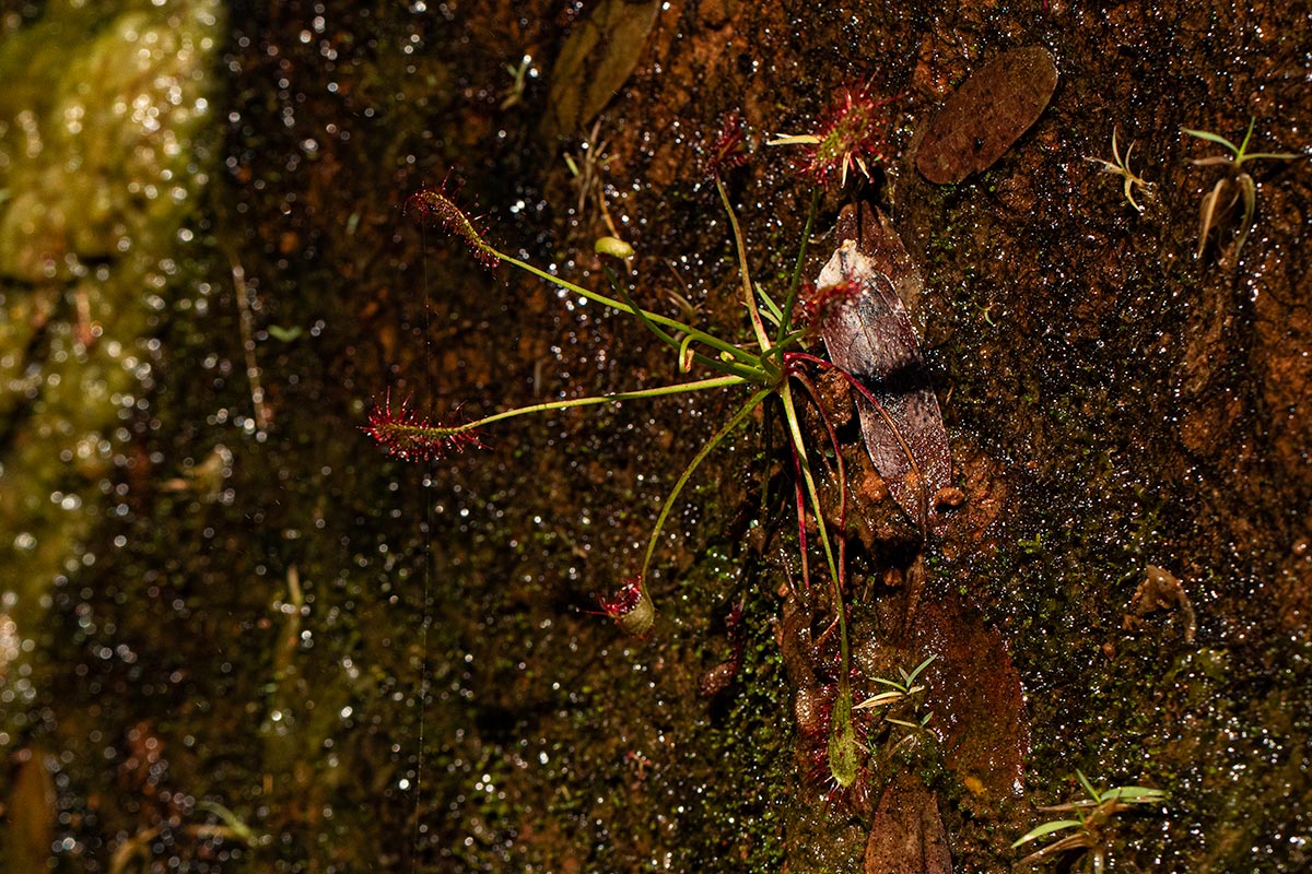 Drosera affinis Drosera affinis