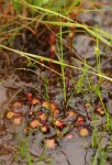 Drosera burkeana