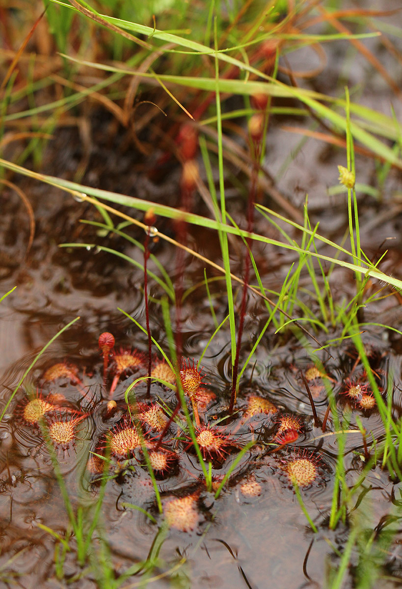 Drosera burkeana