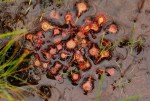 Drosera burkeana