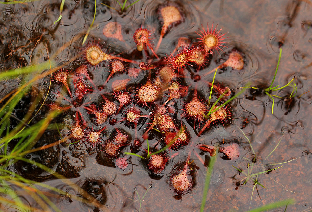 Drosera burkeana